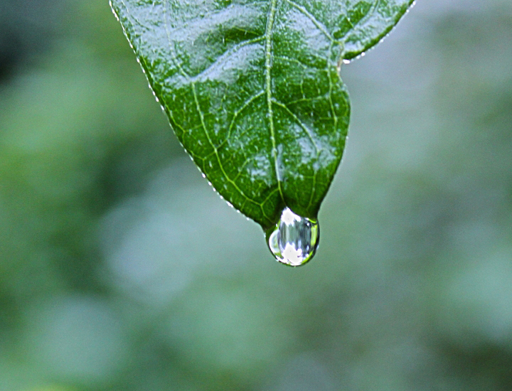 会员服务中心的电话轰在线轰炸免费软件